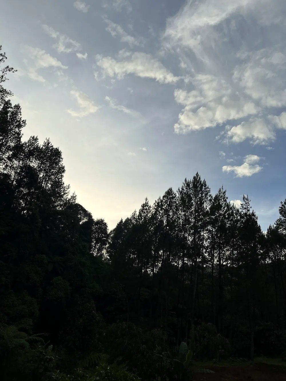 Langit senja berawan di atas siluet hutan pinus