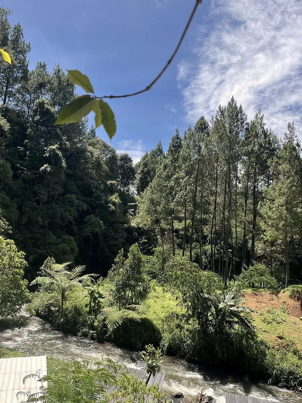Sungai berarus di tengah hutan pinus Pangalengan